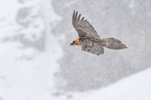 Flying in the snow by Franco Fratini, Photography for Sale on Singulart