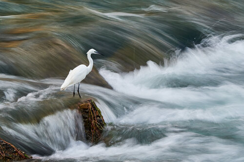 Fishing  in the rapids 1 by Franco Fratini, Photography for Sale on Singulart