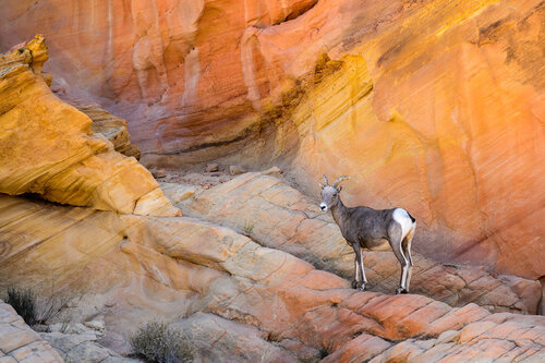 Big horn par Franco Fratini, Photographie en vente sur Singulart