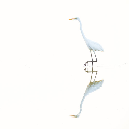 Into the white par Franco Fratini, Photographie en vente sur Singulart