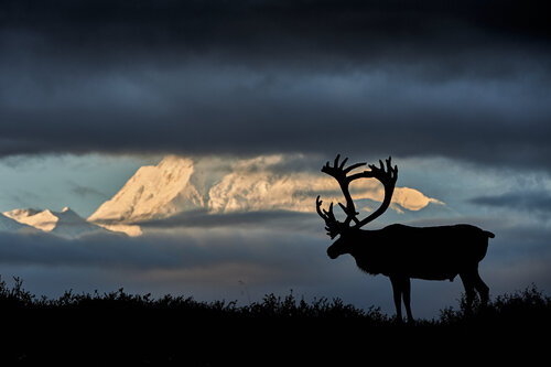 Alaskan mood von Franco Fratini, Fotografie kaufen auf Singulart
