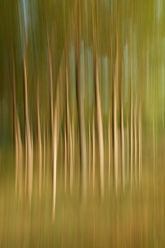 Trees soul by Franco Fratini, Photography for Sale on Singulart