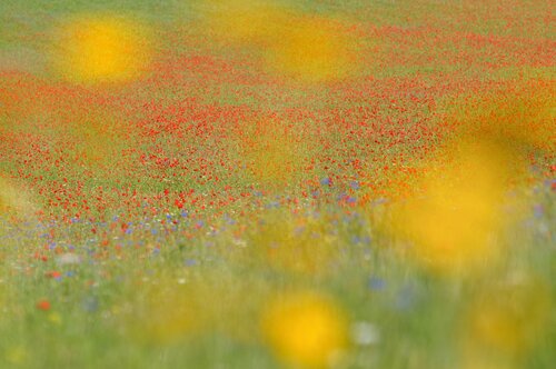 Summer colors de Franco Fratini, Fotografía a la venta en Singulart
