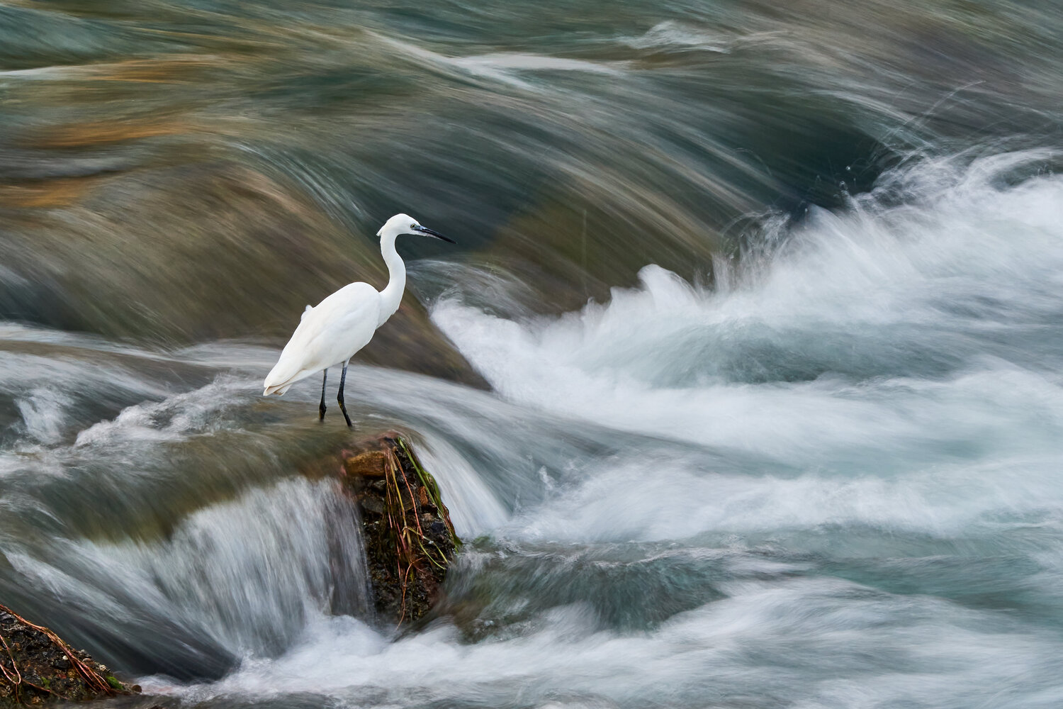 Fishing  in the rapids 1 Franco Fratini Fotografie zu verkaufen