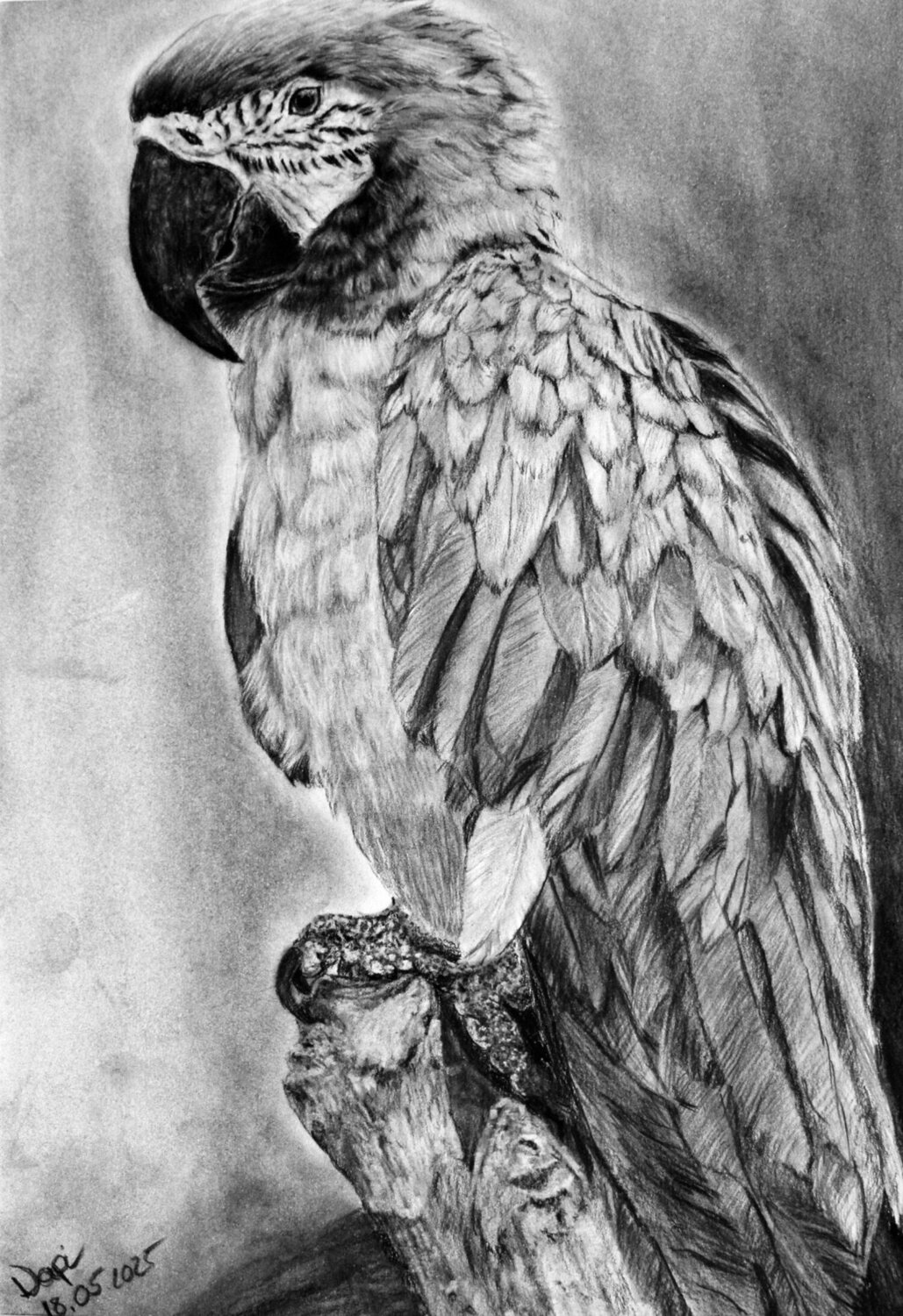 Federkrone Natalie Pirildak Drawing for sale