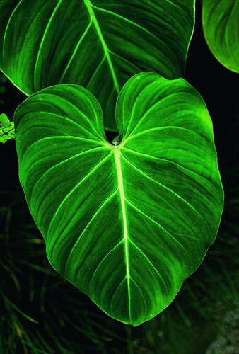 Folia Atlantica by Luciana Napchan, Photography for Sale on Singulart