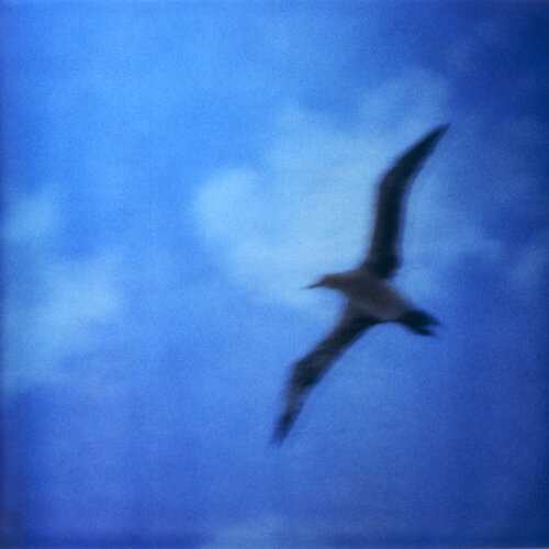 Searching for Klein Blue by Luciana Napchan, Photography for Sale on Singulart