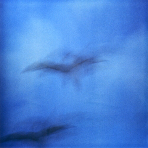 Searching for Klein Blue by Luciana Napchan, Photography for Sale on Singulart