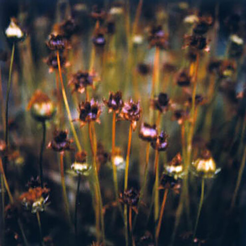 A Monet by Luciana Napchan, Photography for Sale on Singulart
