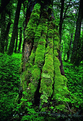 Folia Atlantica by Luciana Napchan, Photography for Sale on Singulart