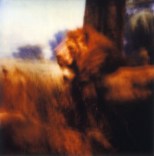 Orpheus’ Song III by Luciana Napchan, Photography for Sale on Singulart