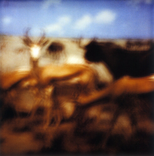 Orpheus’ Song IV by Luciana Napchan, Photography for Sale on Singulart