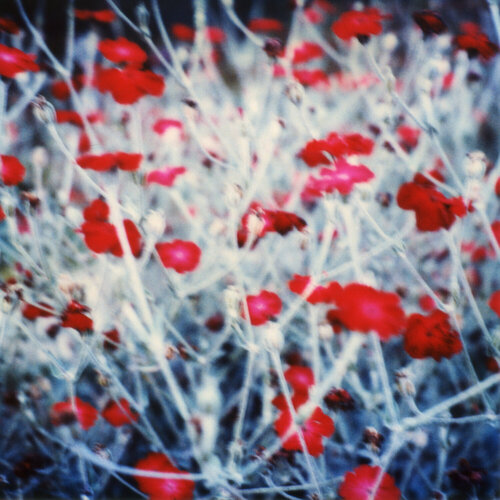 Provence by Luciana Napchan, Photography for Sale on Singulart