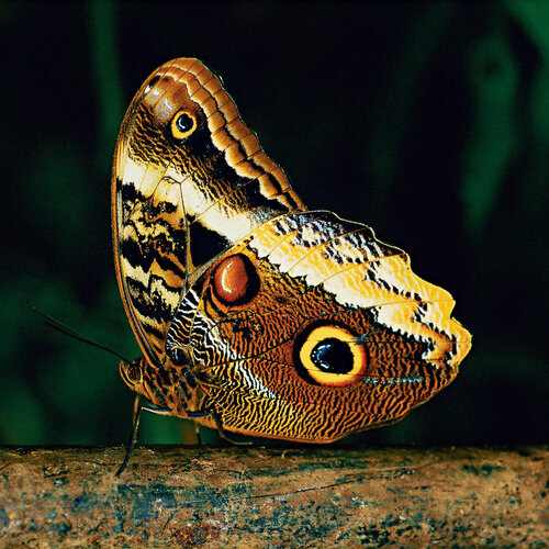 Folia Atlantica by Luciana Napchan, Photography for Sale on Singulart