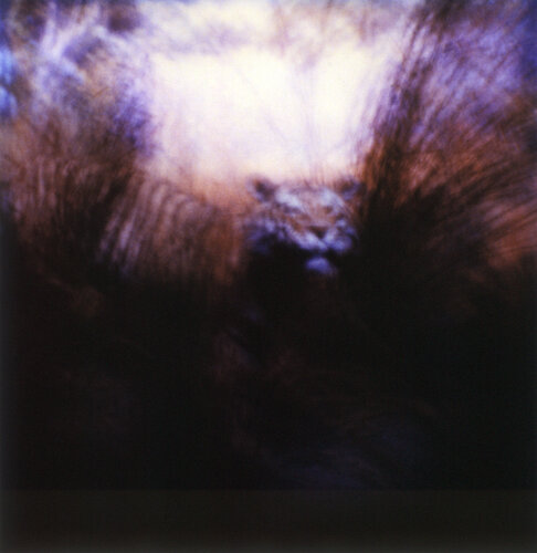 Orpheus’ Song V by Luciana Napchan, Photography for Sale on Singulart