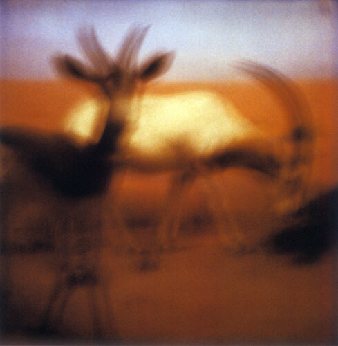 Orpheus’ Song VI by Luciana Napchan, Photography for Sale on Singulart