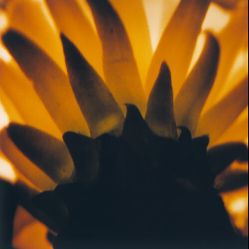 Cactus flower II ( part 2 of 3 pieces ) by Luciana Napchan, Photography for Sale on Singulart