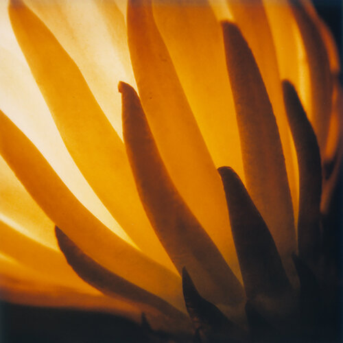 Cactus flower I ( part 1 of 3 pieces ) by Luciana Napchan, Photography for Sale on Singulart