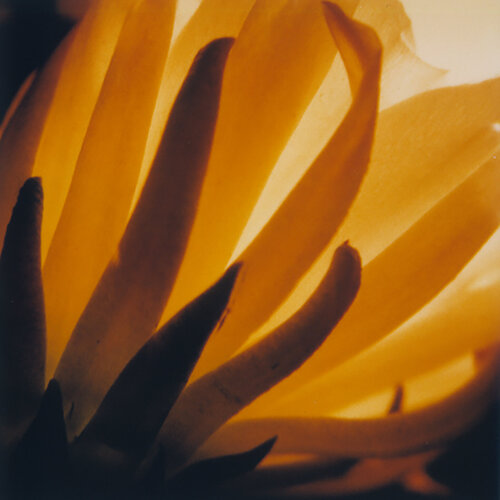 Cactus flower III ( part 3 of 3 pieces ) by Luciana Napchan, Photography for Sale on Singulart