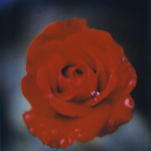 Red Rose by Luciana Napchan, Photography for Sale on Singulart