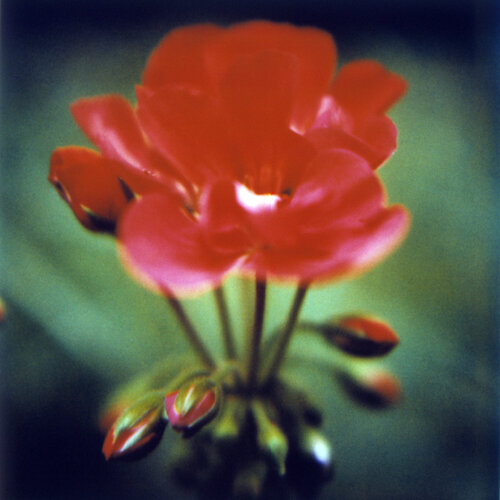 Bailarina II by Luciana Napchan, Photography for Sale on Singulart
