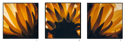 Cactus flower I, II , III by Luciana Napchan, Photography for Sale on Singulart