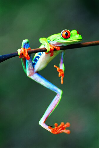 Fauna Atlantica by Luciana Napchan, Photography for Sale on Singulart