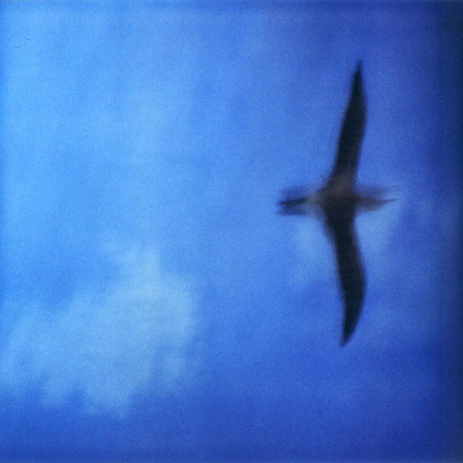 Searching for Klein Blue Luciana Napchan Photography for sale
