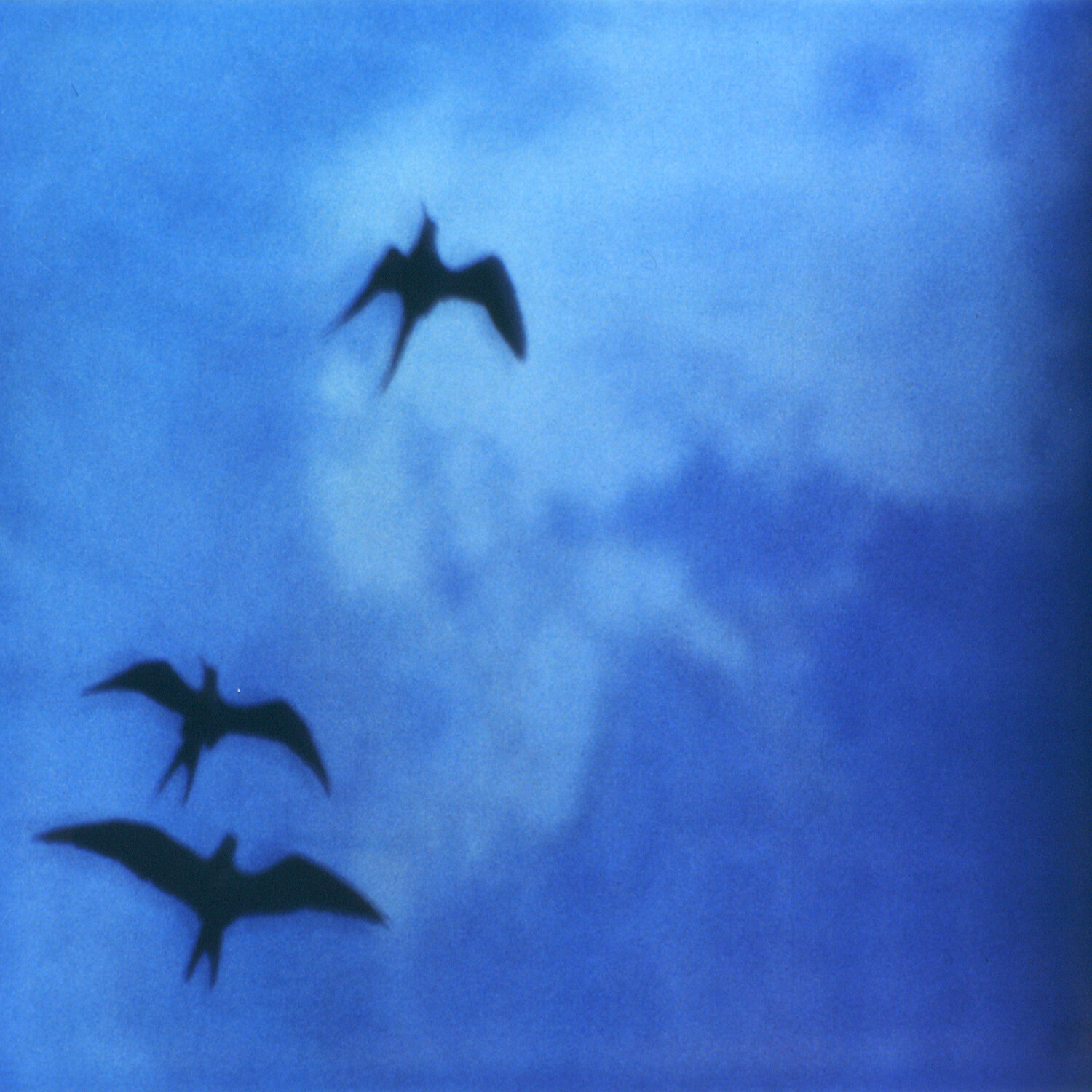 Searching for Klein Blue Luciana Napchan Photography for sale