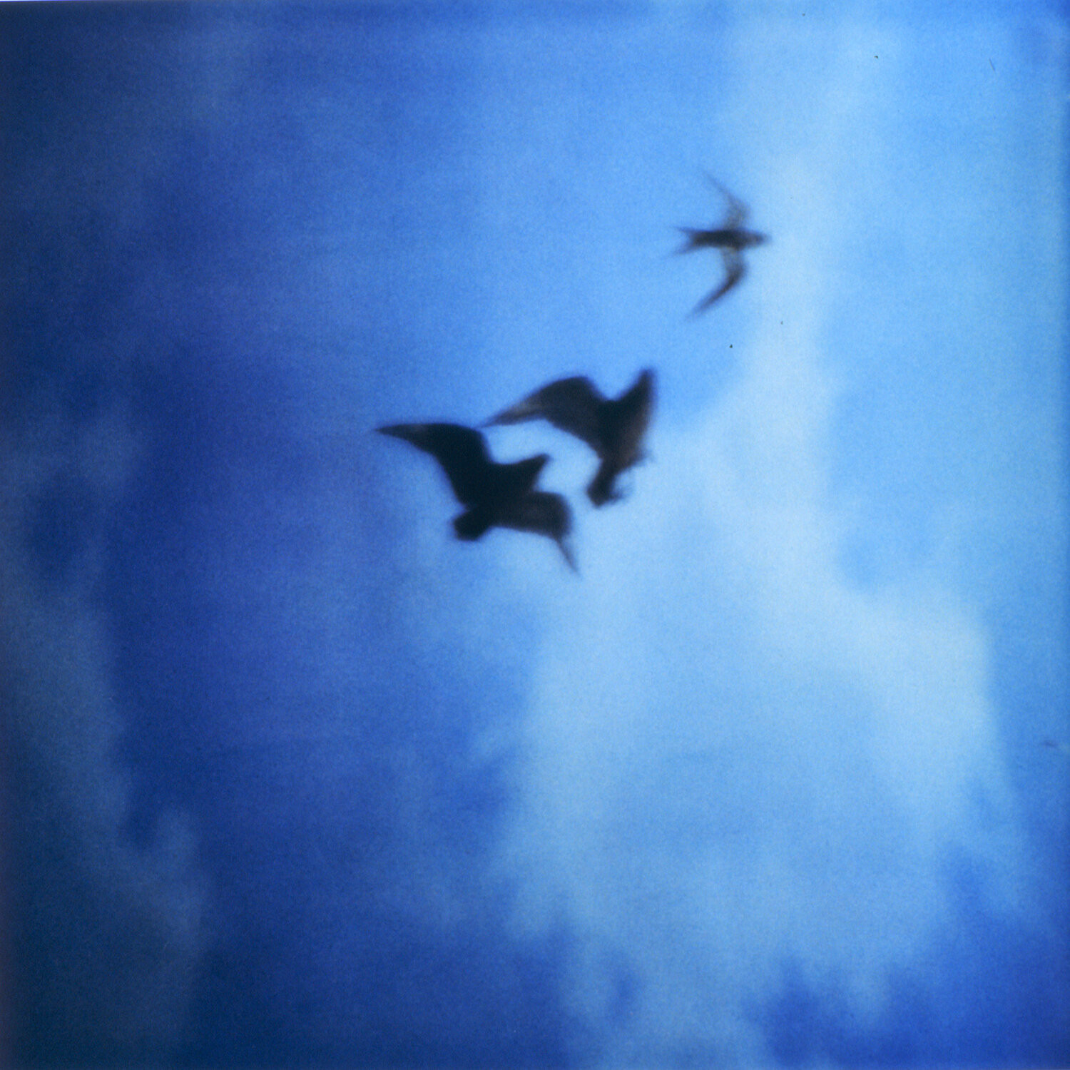 Searching for Klein Blue Luciana Napchan Fotografia in vendita