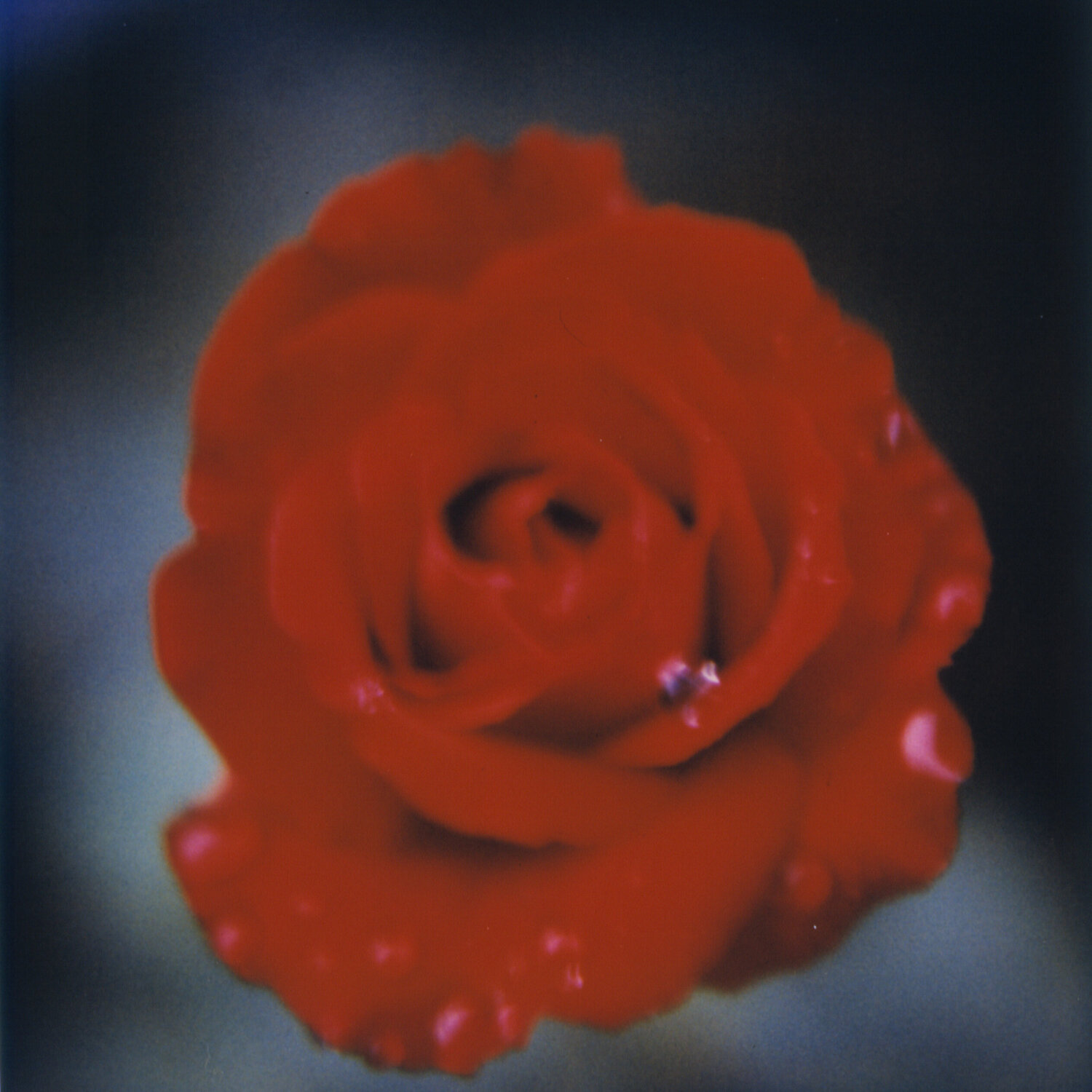 Red Rose Luciana Napchan Photography for sale