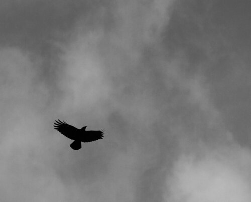 Silent Flight by Santiago Riviere, Photography for Sale on Singulart
