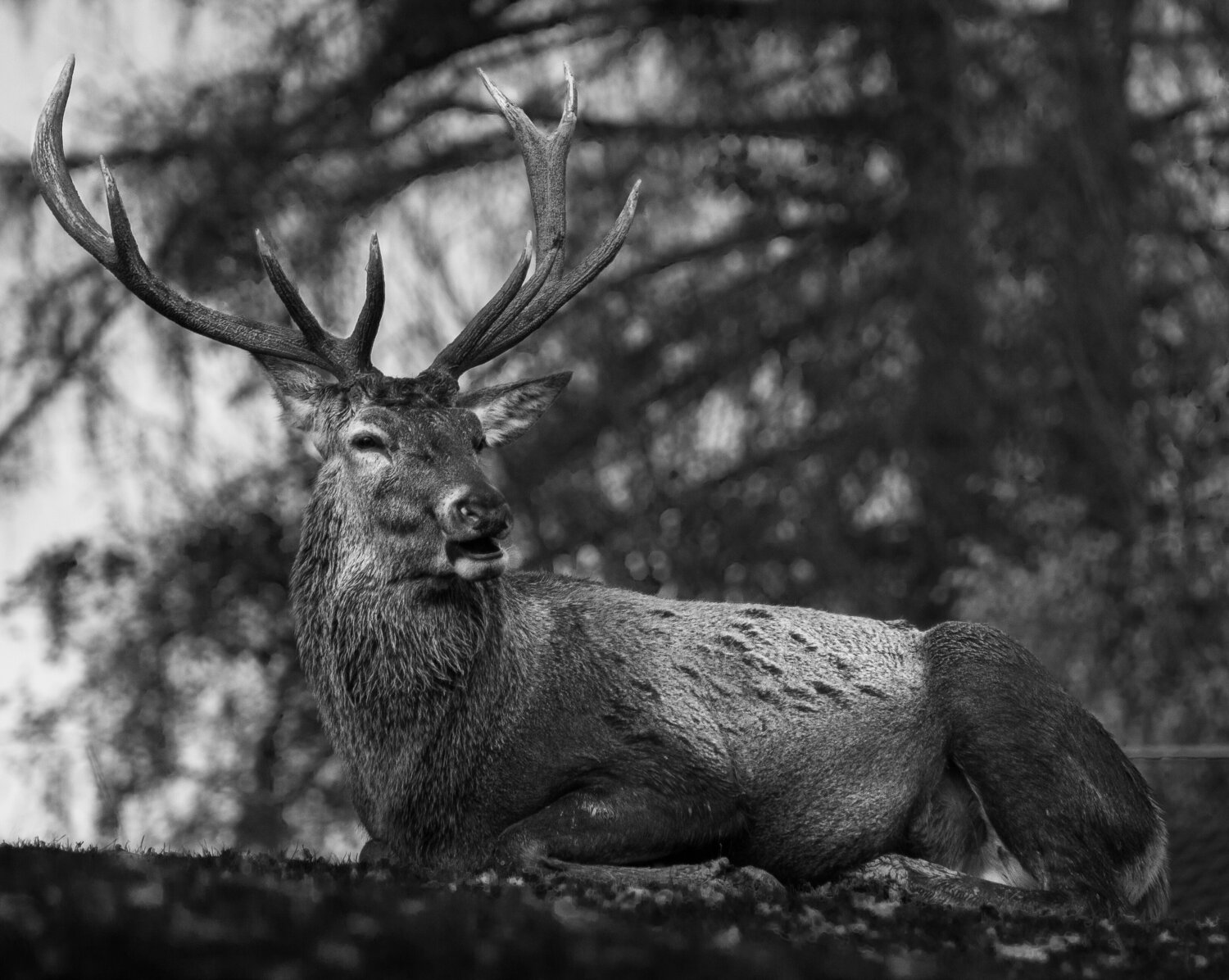 El Guardián del Bosque Santiago Riviere Photography for sale