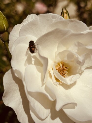 The Arrival | Limited Master Edition van Alba Lev, Fotografie te koop op Singulart