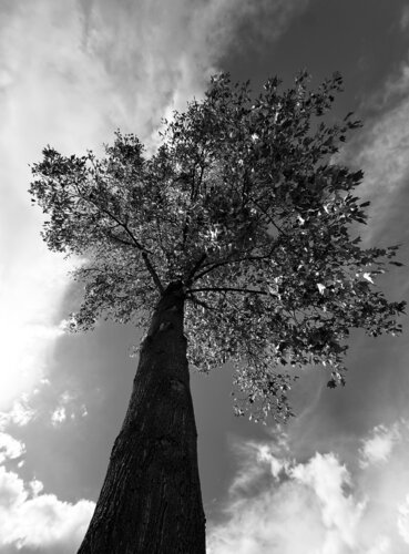 Umbra | Limited Master Edition de Alba Lev, Fotografía a la venta en Singulart