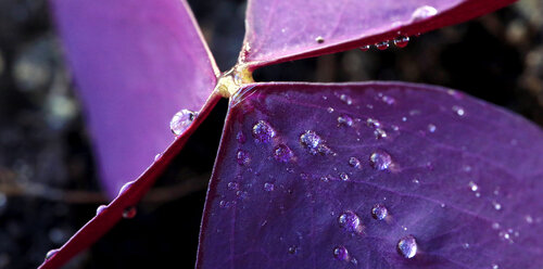 Look. Closely. 002 by Marilyn Smith, Photography for Sale on Singulart
