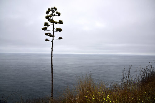 Agave alone in the world von GERARD DI LUCCIO, Fotografie kaufen auf Singulart