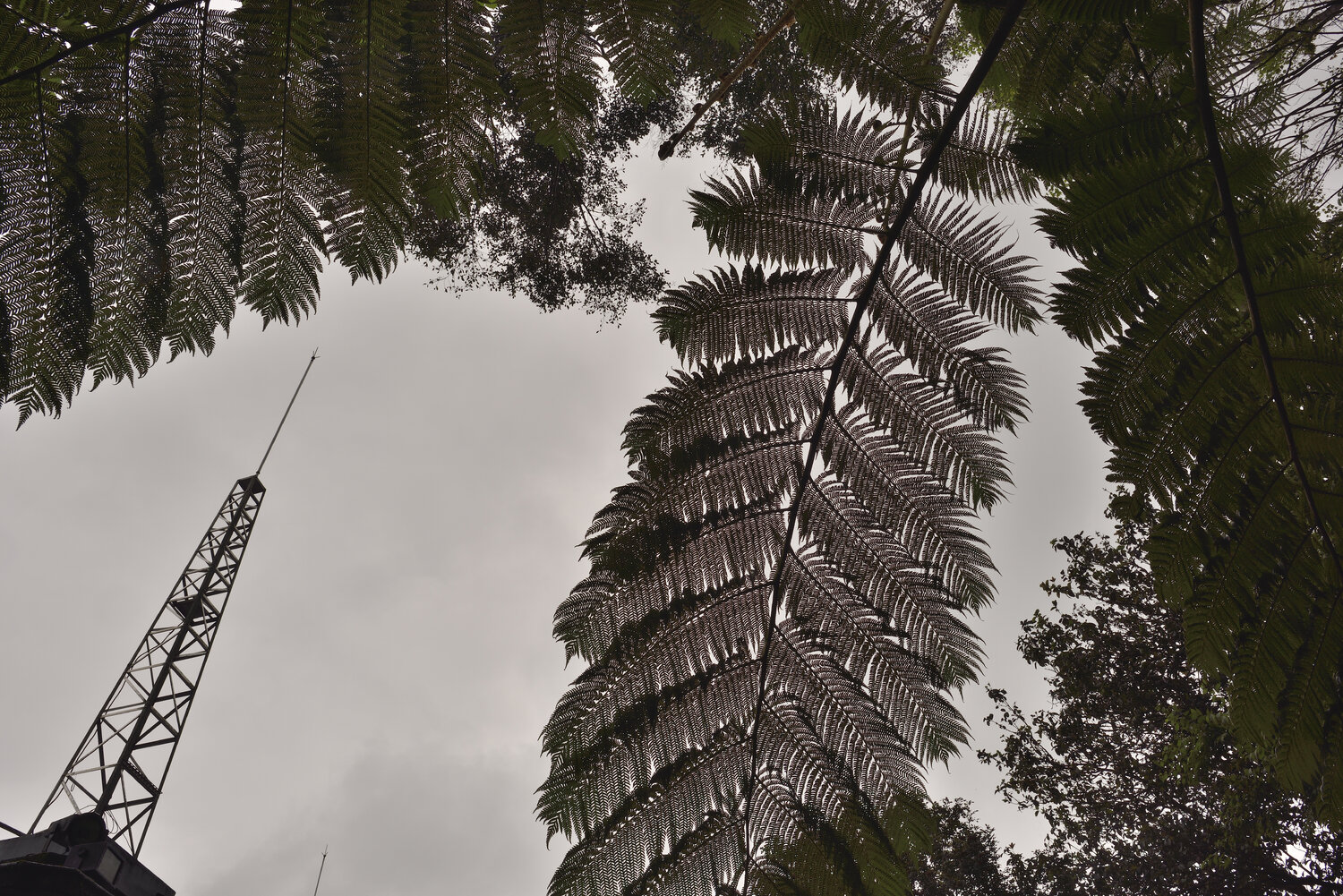 Un œil au bout d'une antenne GERARD DI LUCCIO Fotografia in vendita