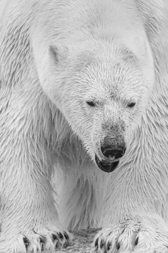 LE COLOSSE van OLIVIER LARREY, Fotografie te koop op Singulart