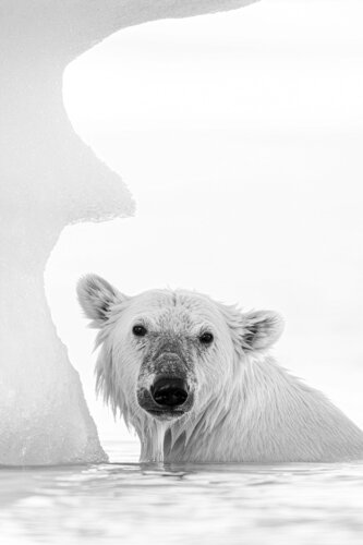 A FLEUR DE GLACE van OLIVIER LARREY, Fotografie te koop op Singulart