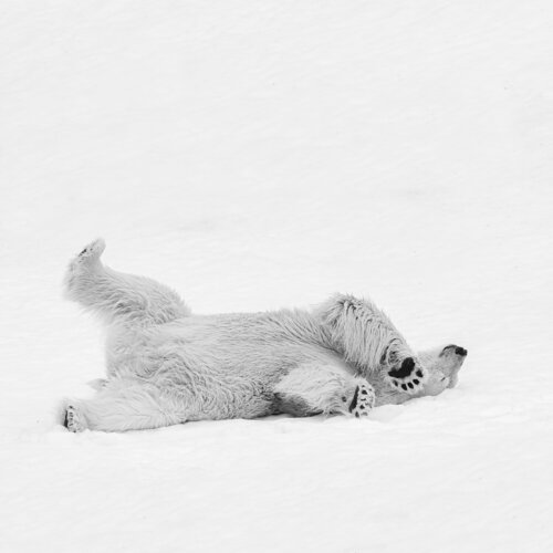 FERS EN L'AIR par OLIVIER LARREY, Photographie en vente sur Singulart