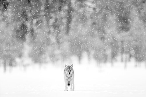 SOUS LA VOUTE DE NEIGE par OLIVIER LARREY, Photographie en vente sur Singulart