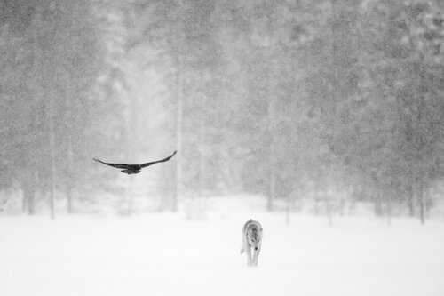 LA MARCHE DU LOUP par OLIVIER LARREY, Photographie en vente sur Singulart