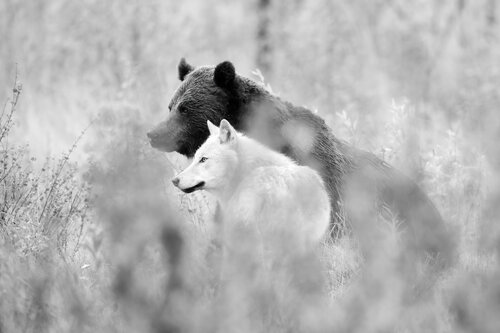MEILLEURS ENNEMIS par OLIVIER LARREY, Photographie en vente sur Singulart
