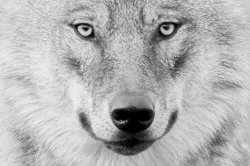EN FACE par OLIVIER LARREY, Photographie en vente sur Singulart