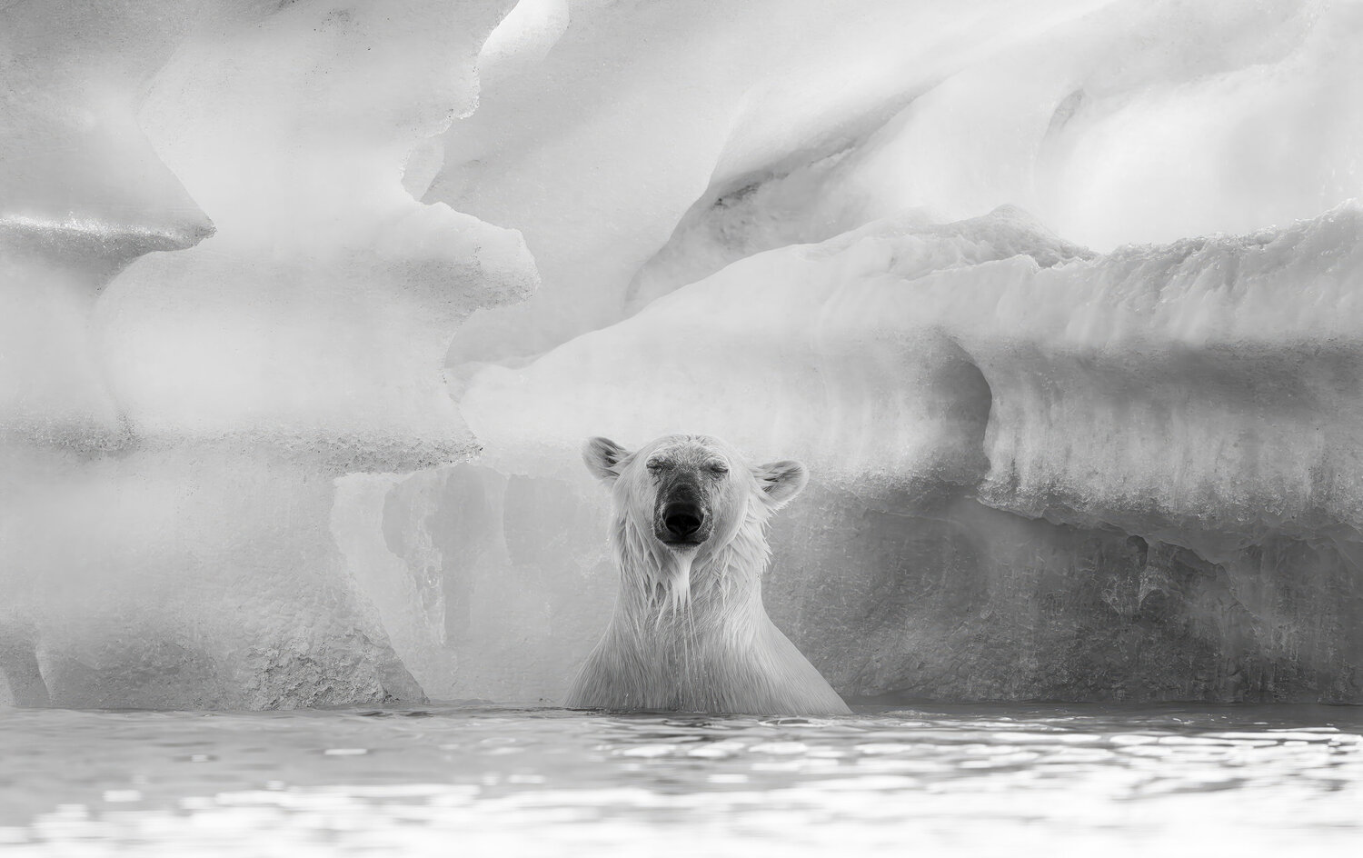 L'OURS MARIN OLIVIER LARREY Photography for sale