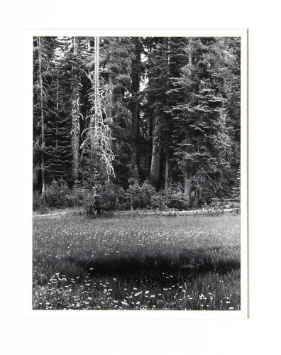 Dead Pine, Sierra Nevada de Thomas McCartney, Fotografía a la venta en Singulart