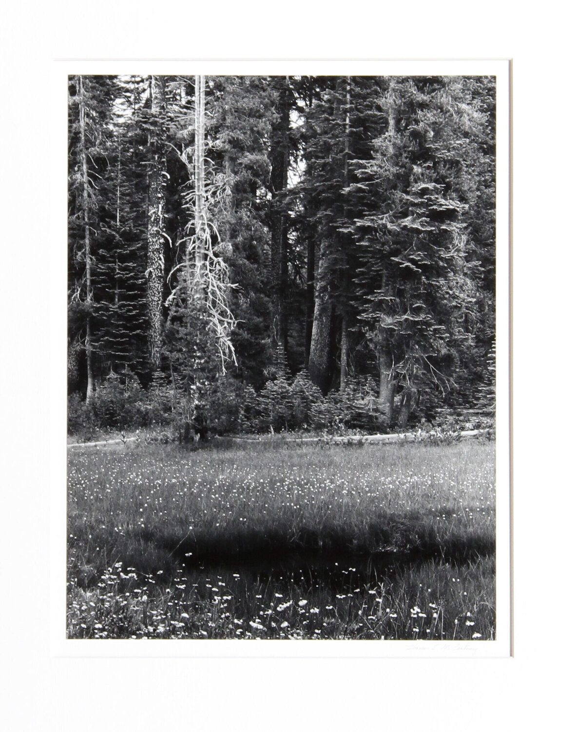 Dead Pine, Sierra Nevada Thomas McCartney Fotografía en venta
