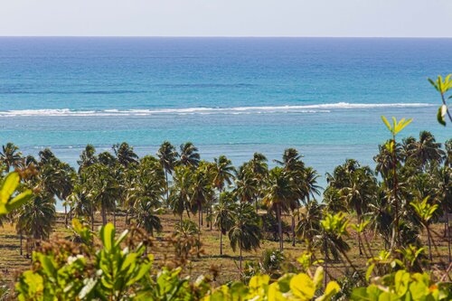 Coconut Grove by AIRTON PIRES JUNIOR, Photography for Sale on Singulart