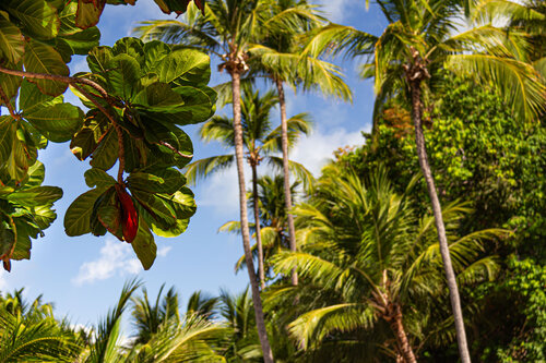 Tropical Vibes by AIRTON PIRES JUNIOR, Photography for Sale on Singulart